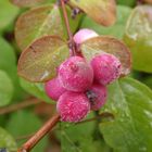 Gefrorene Beeren - aufgetaut ein Fressen für die Vögel