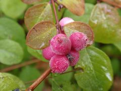 Gefrorene Beeren - aufgetaut ein Fressen für die Vögel