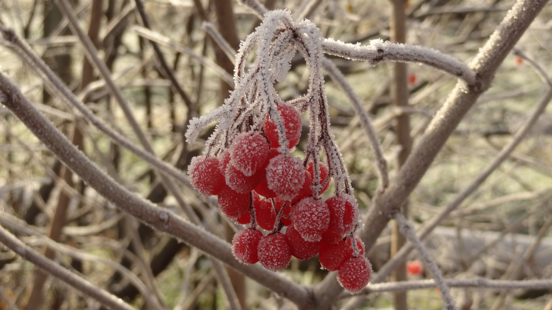 gefrorene Beeren