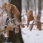 gefrorene blätter