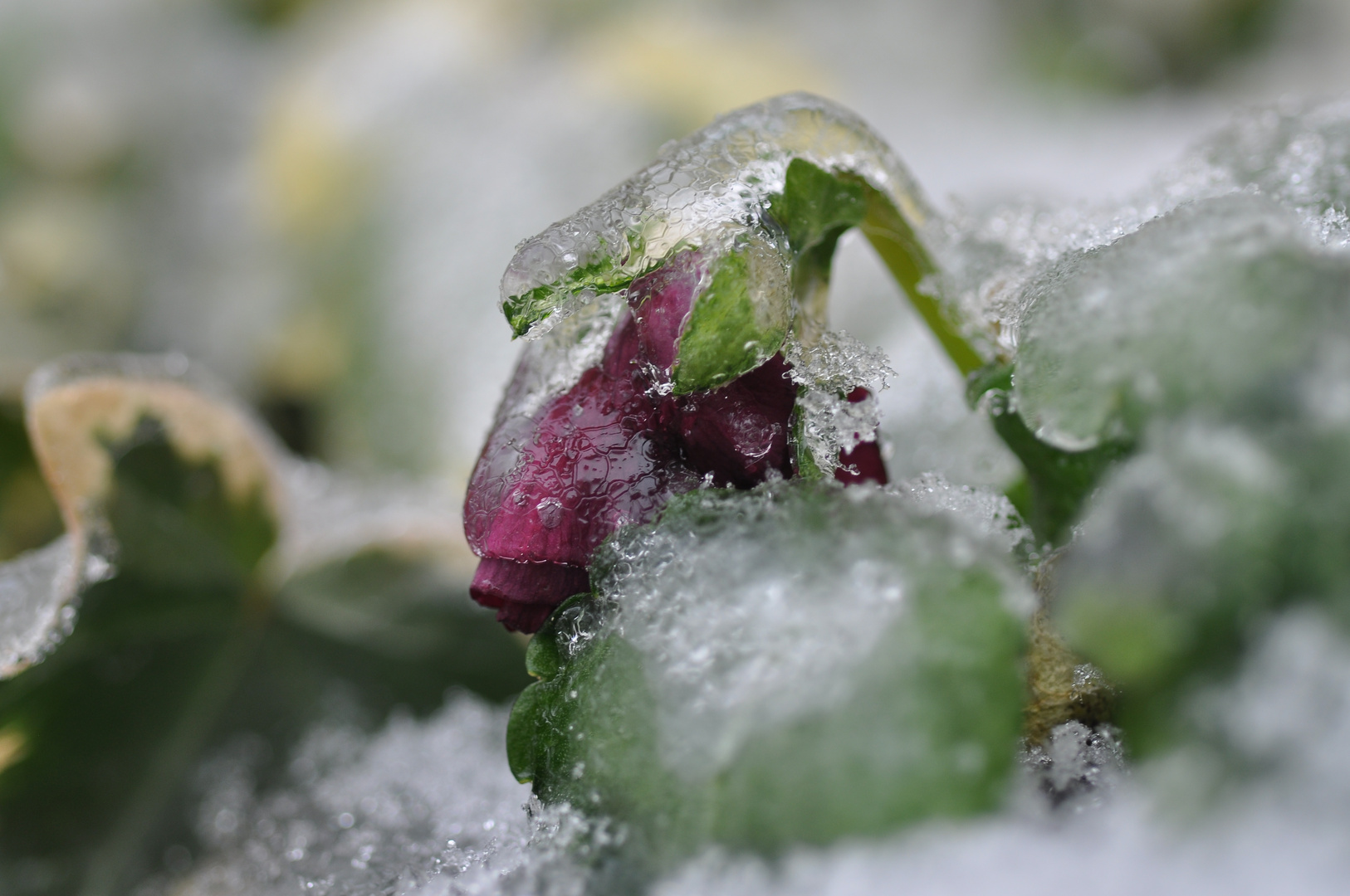 gefrorene Blüte