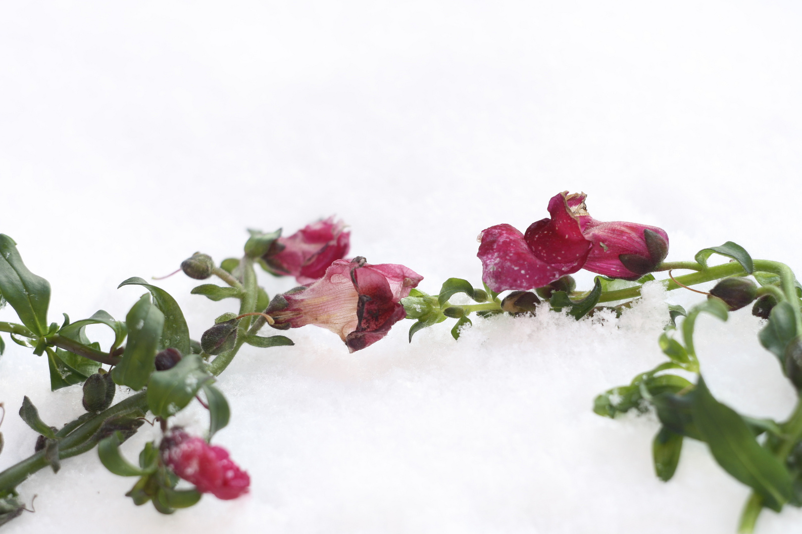 gefrorene Blüten im Schnee