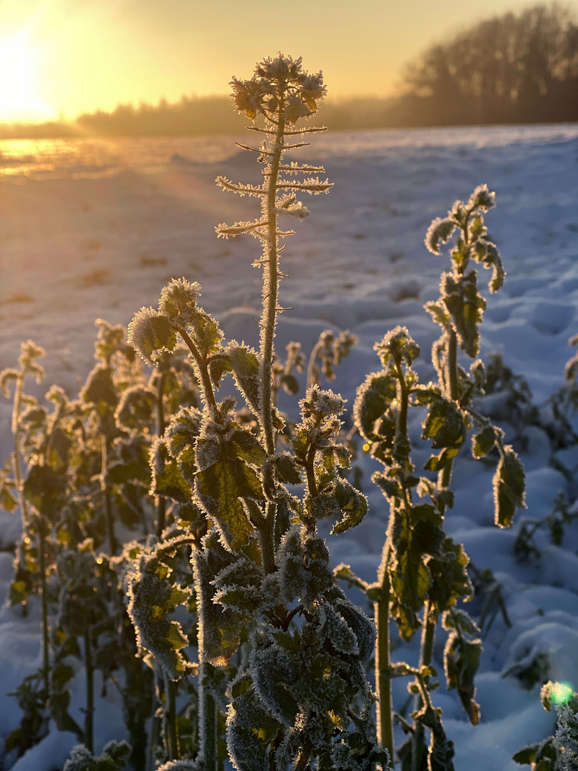 gefrorene Blume a.m.