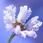 gefrorene Blume Spätherbst 