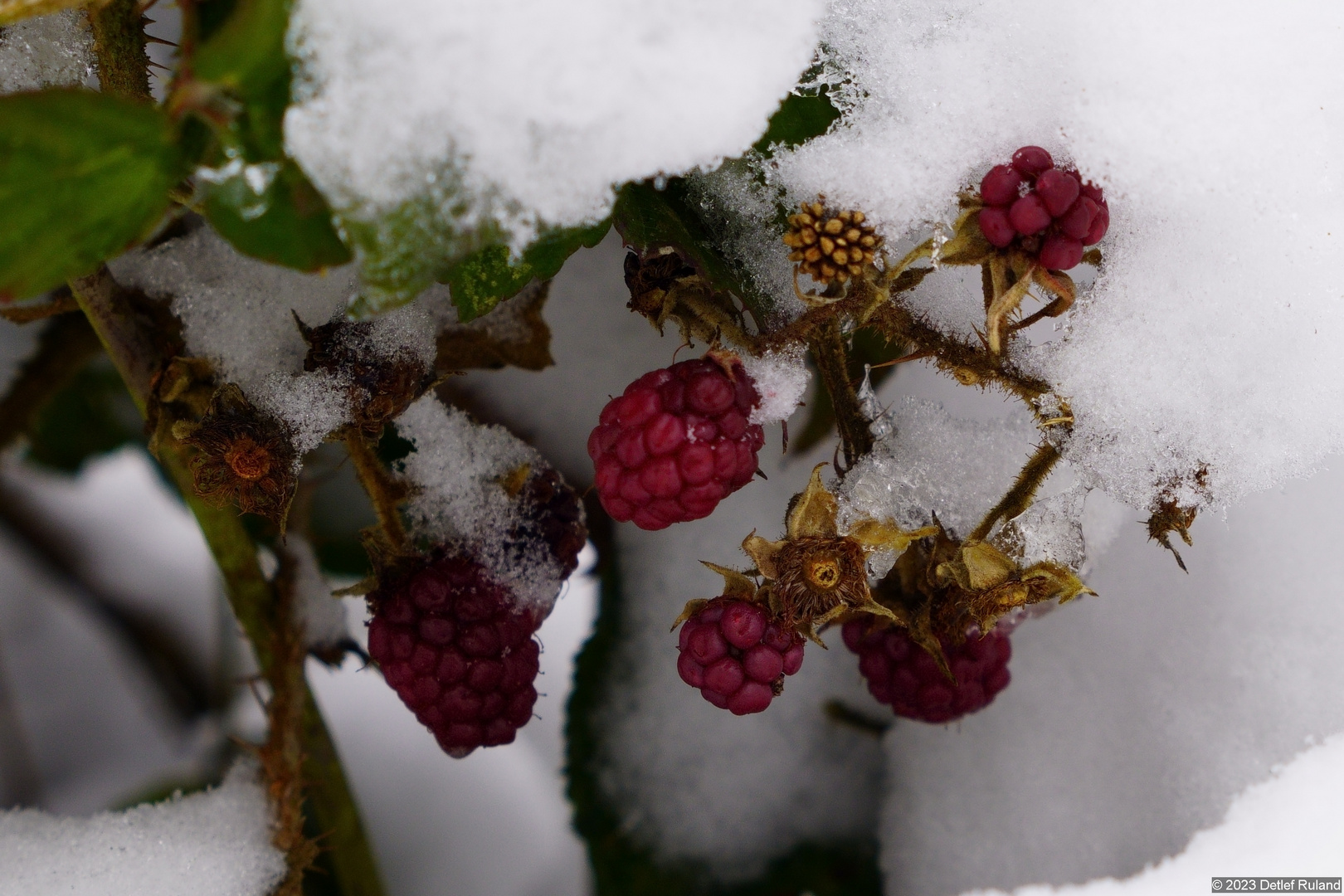 Gefrorene Brombeeren