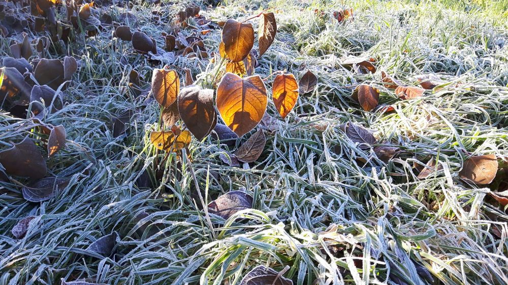 Gefrorene Farben Foto & Bild | outdoor, licht, natur Bilder auf