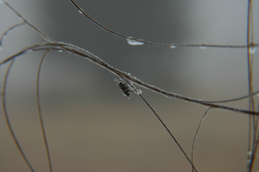 Gefrorene Fliege auf Roßhaar