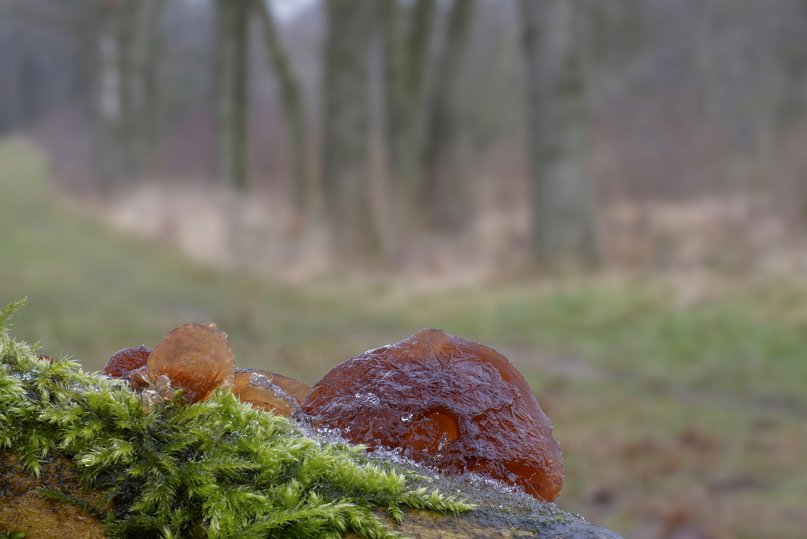 Gefrorene Ohren mit viel drumherum