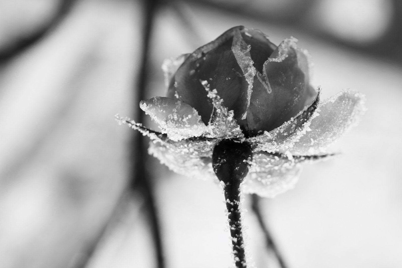 gefrorene Rose