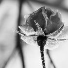 gefrorene Rose