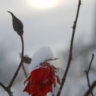 gefrorene Rosen im Schnee