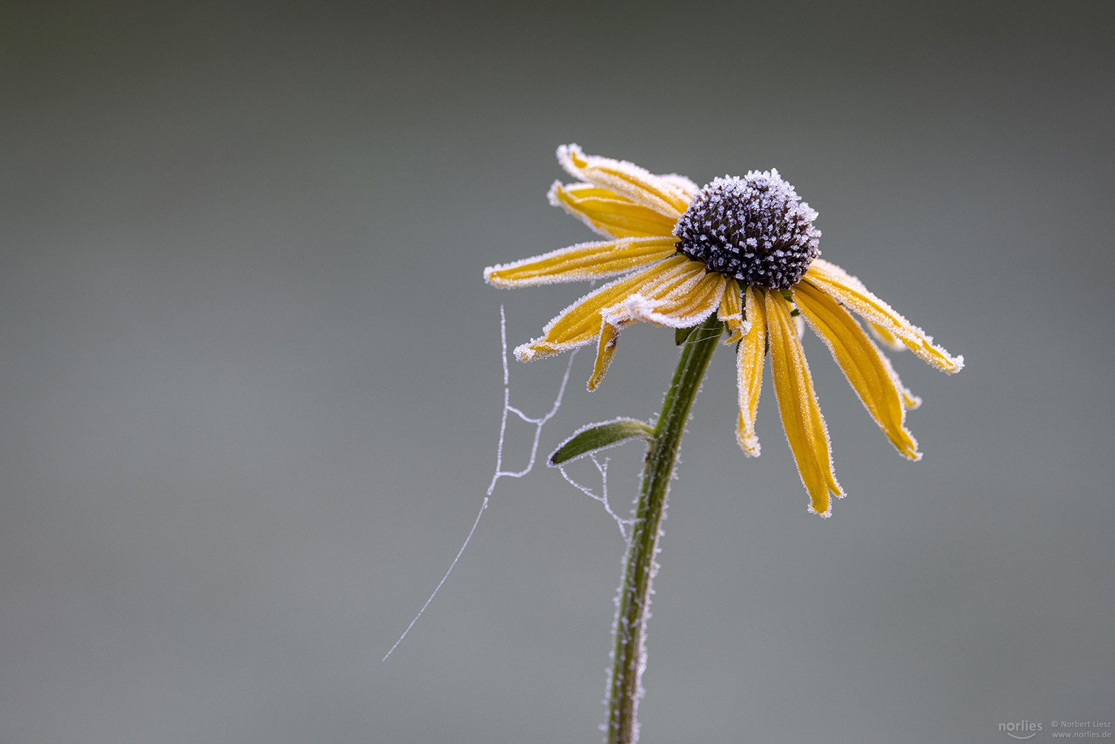 Gefrorene Rudbeckia