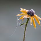 Gefrorene Rudbeckia