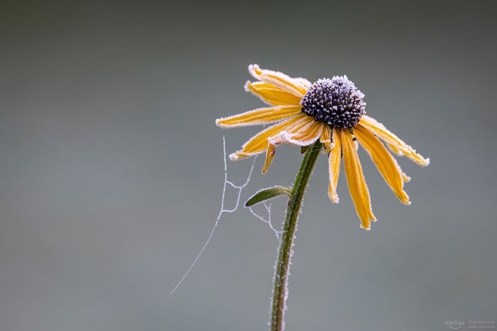 Gefrorene Rudbeckia