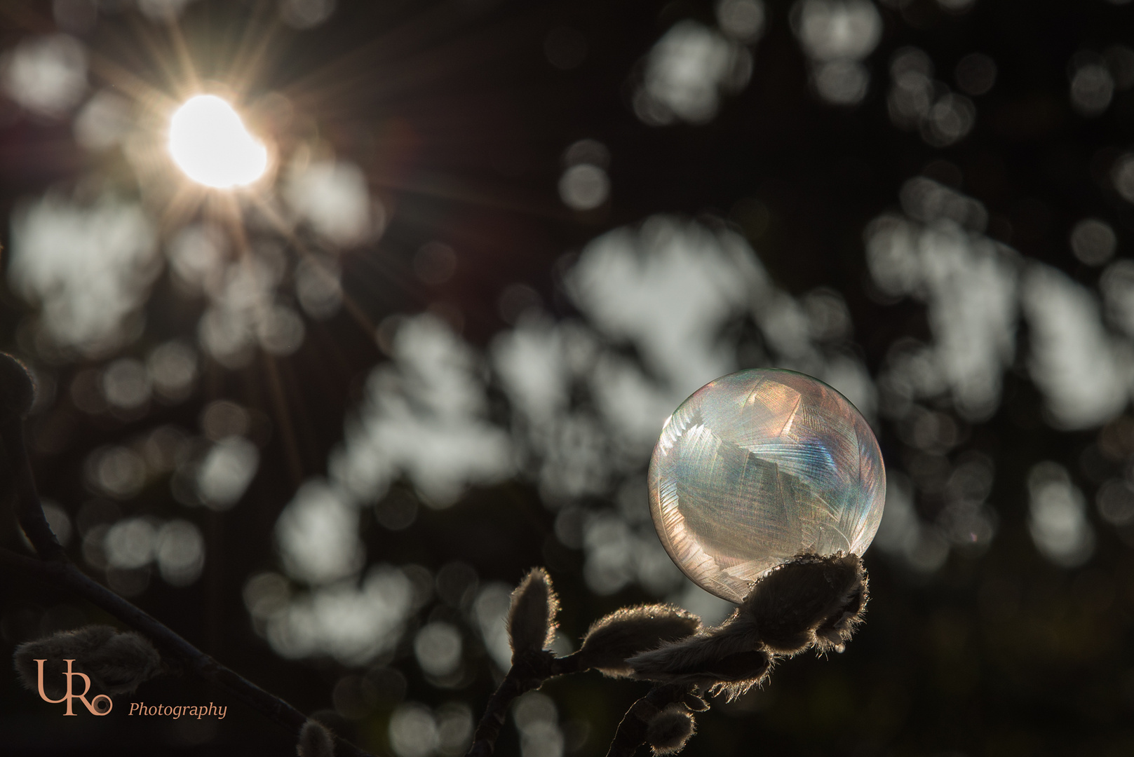 gefrorene Seifenblase in der Morgensonne