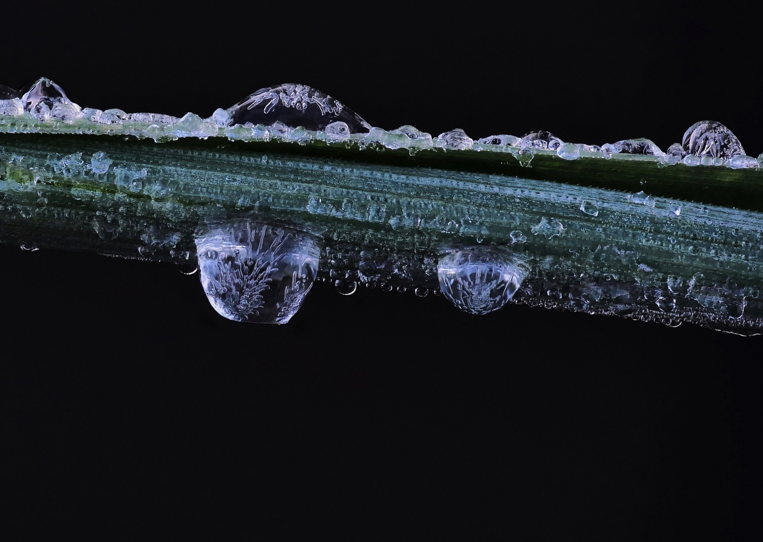 Gefrorene Tautropfen an einem Grashalm