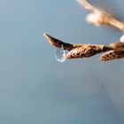 Gefrorene Träne in Wintersonne