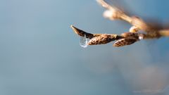 Gefrorene Träne in Wintersonne