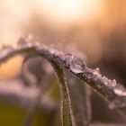 Gefrorene Tropfen bei Sonnenaufgang