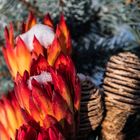 Gefrorene und gefüllte Protea