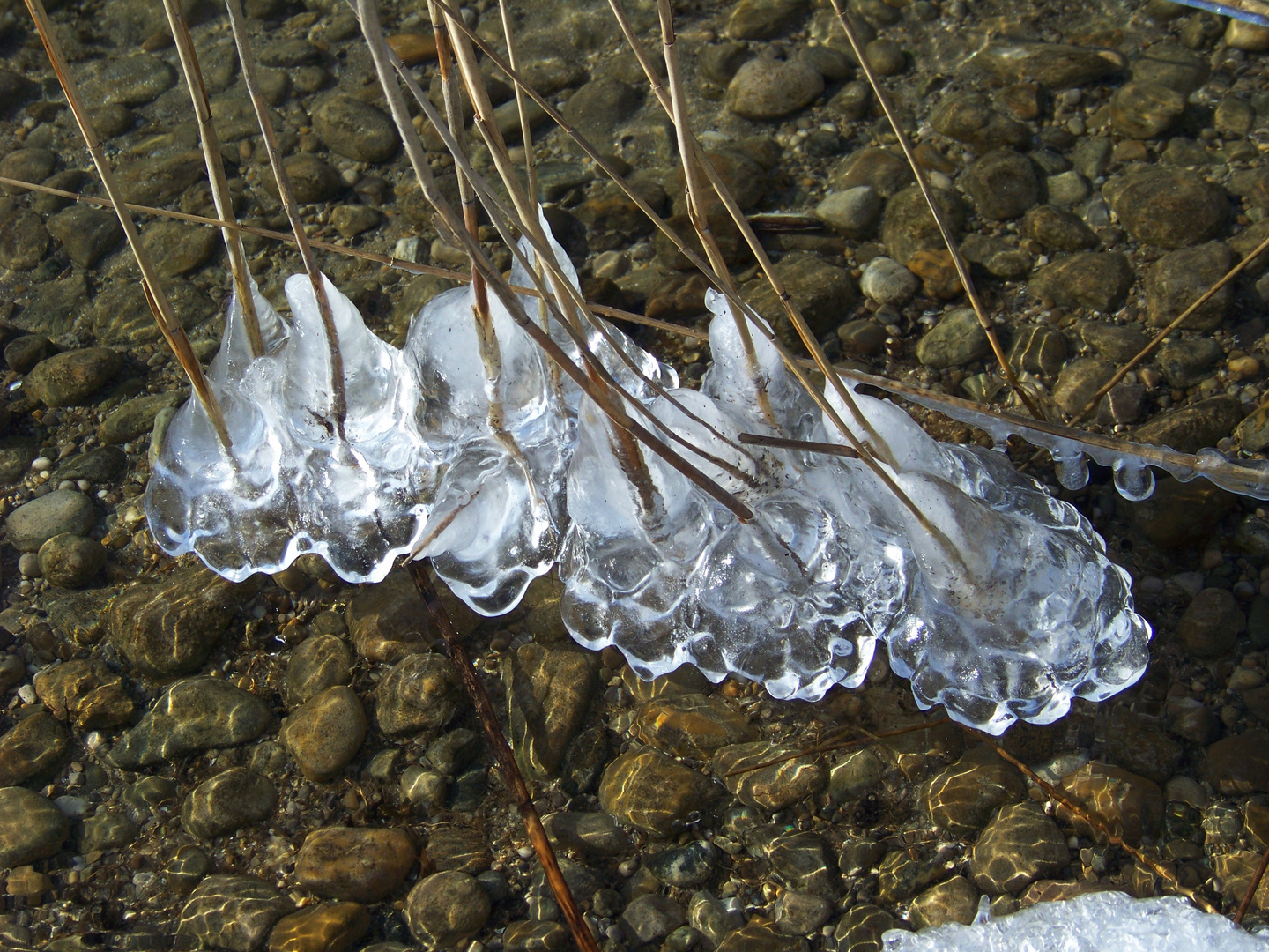 Gefrorene Wellen an Schilfhalmen