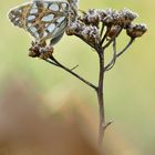 gefrorener kleiner Perlmutterfalter 