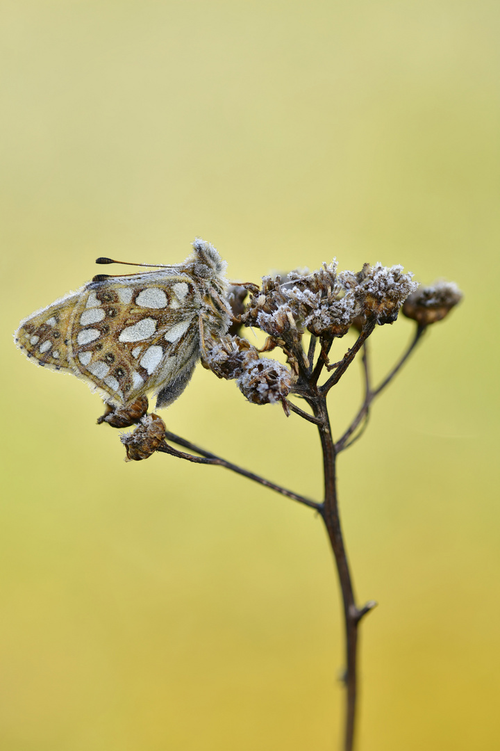 gefrorener kleiner Perlmutterfalter 