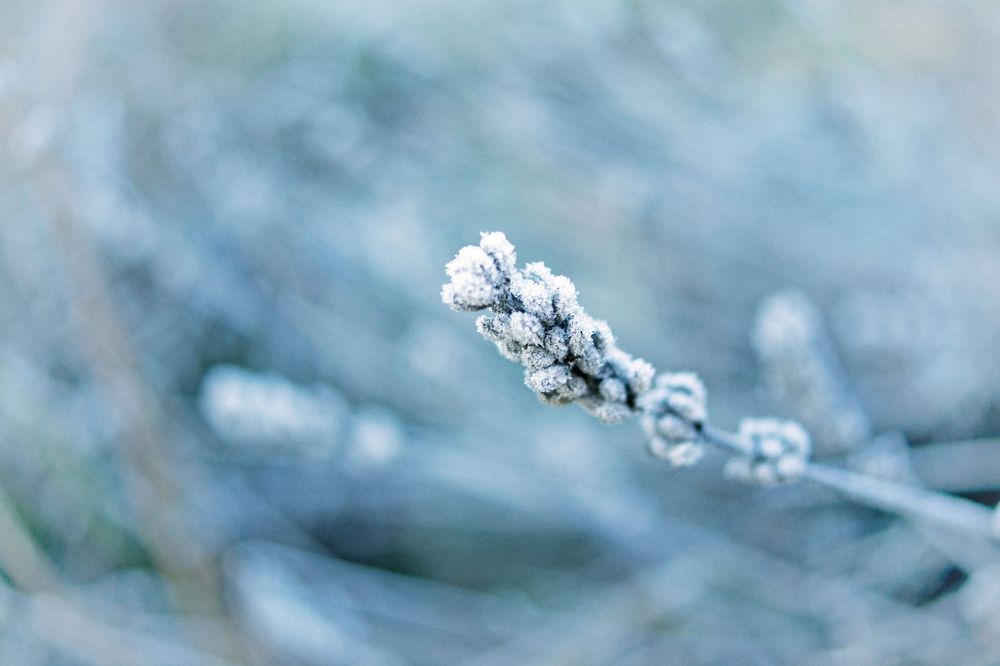 gefrorener Lavendel