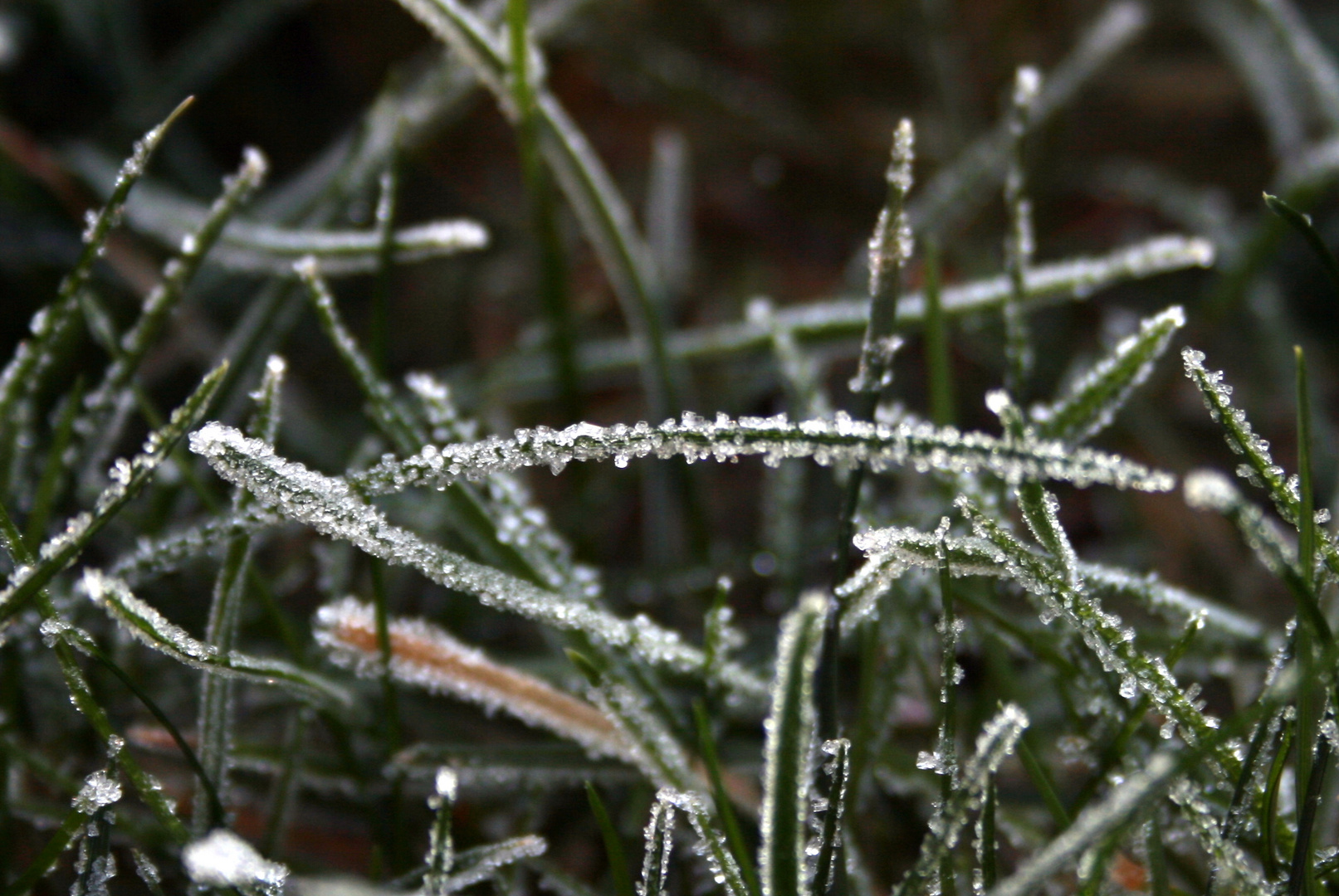 Gefrorener Morgentau im Garten