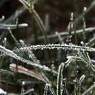 Gefrorener Morgentau im Garten