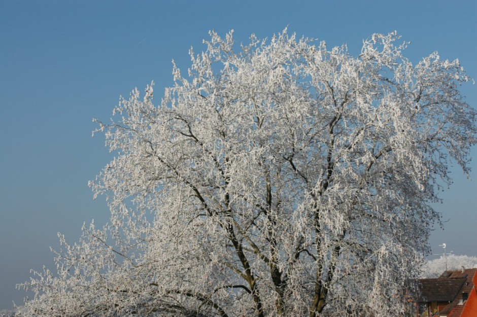 Gefrorener Nebel im Baum