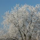 Gefrorener Nebel im Baum