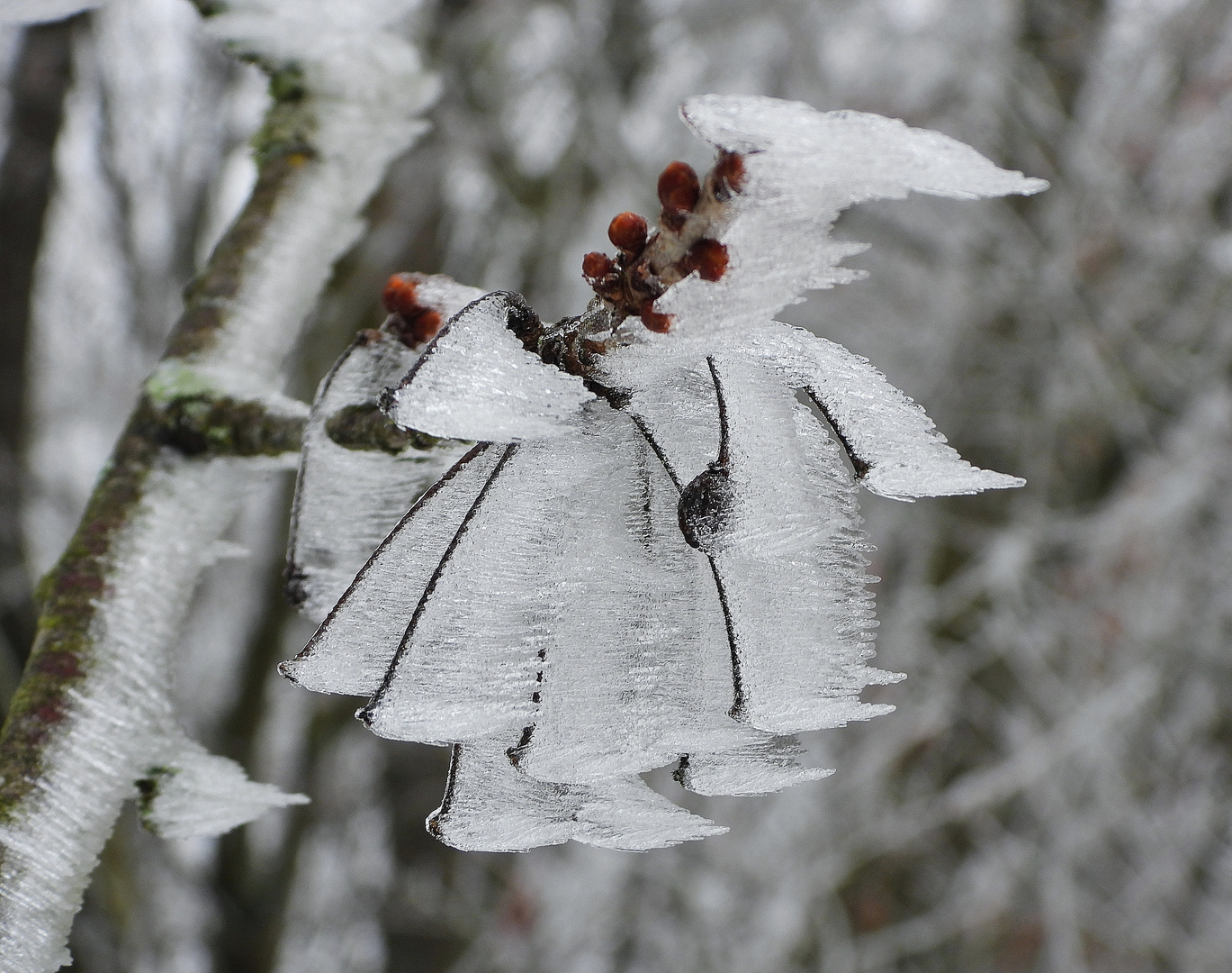 gefrorener Nebel_02