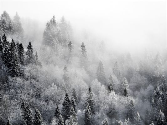 gefrorener nebelwald