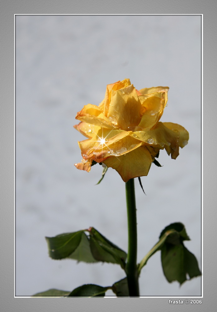 gefrorener Regen auf einer Rose