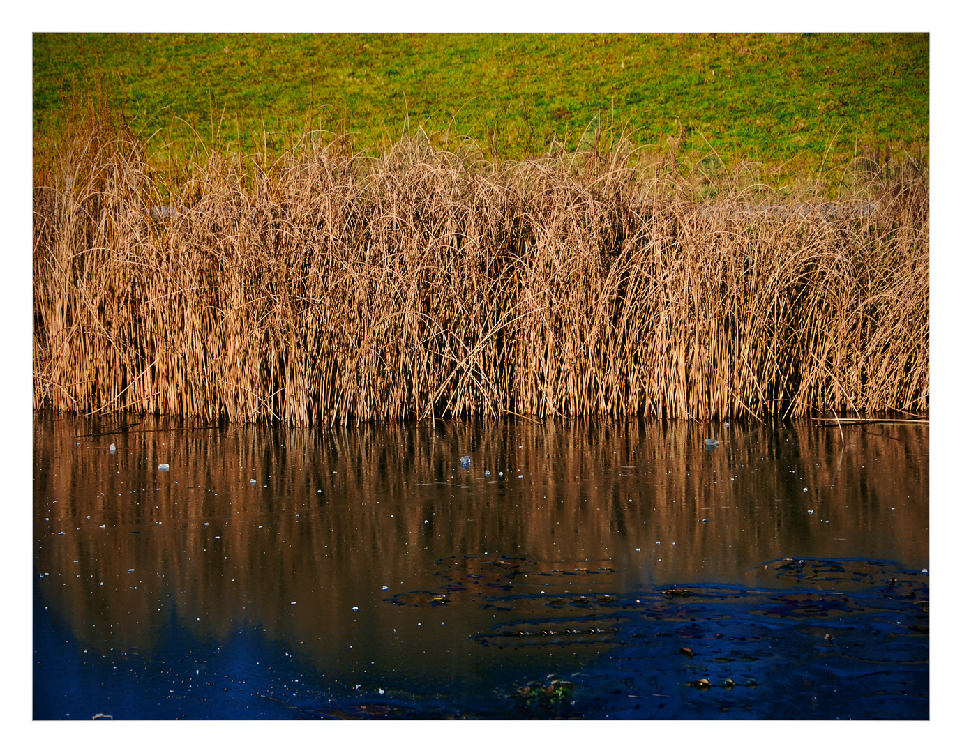 gefrorener See mit Schilf