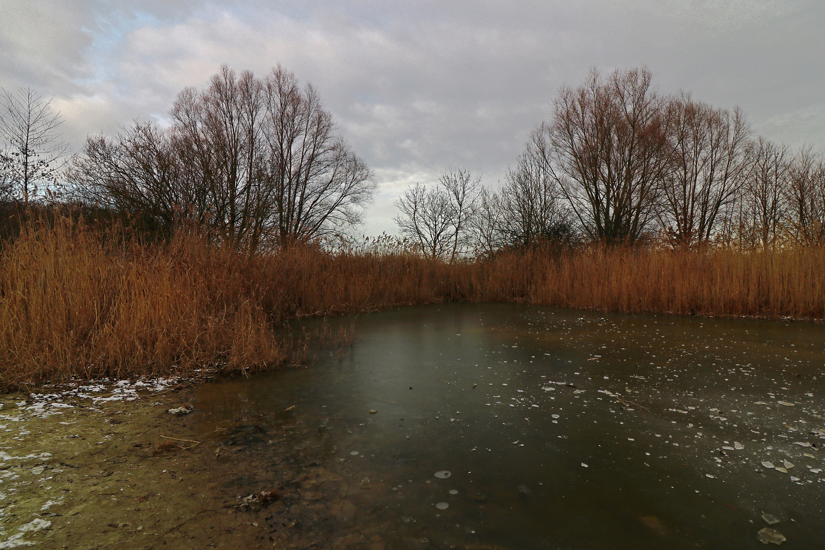 Gefrorener Teich im Westpark