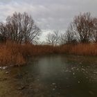 Gefrorener Teich im Westpark