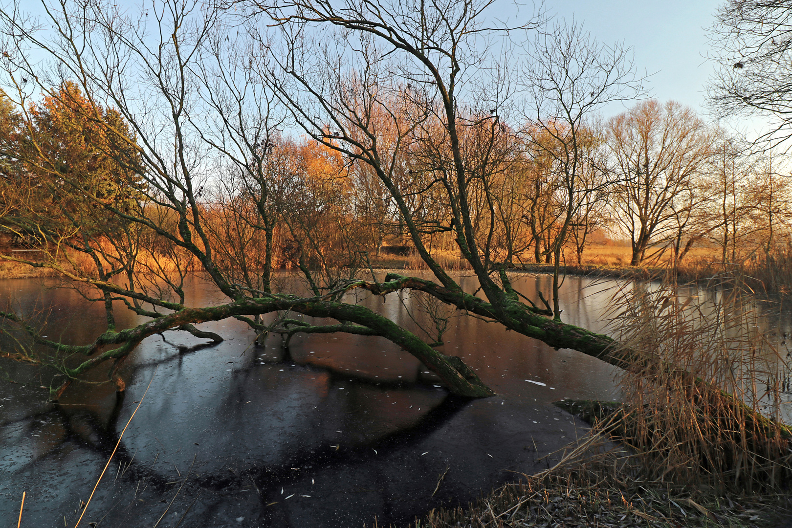 Gefrorener Teich in der Aue 