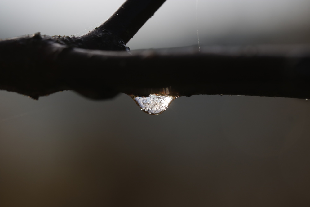 gefrorener Wassertropfen am Apfelbaum