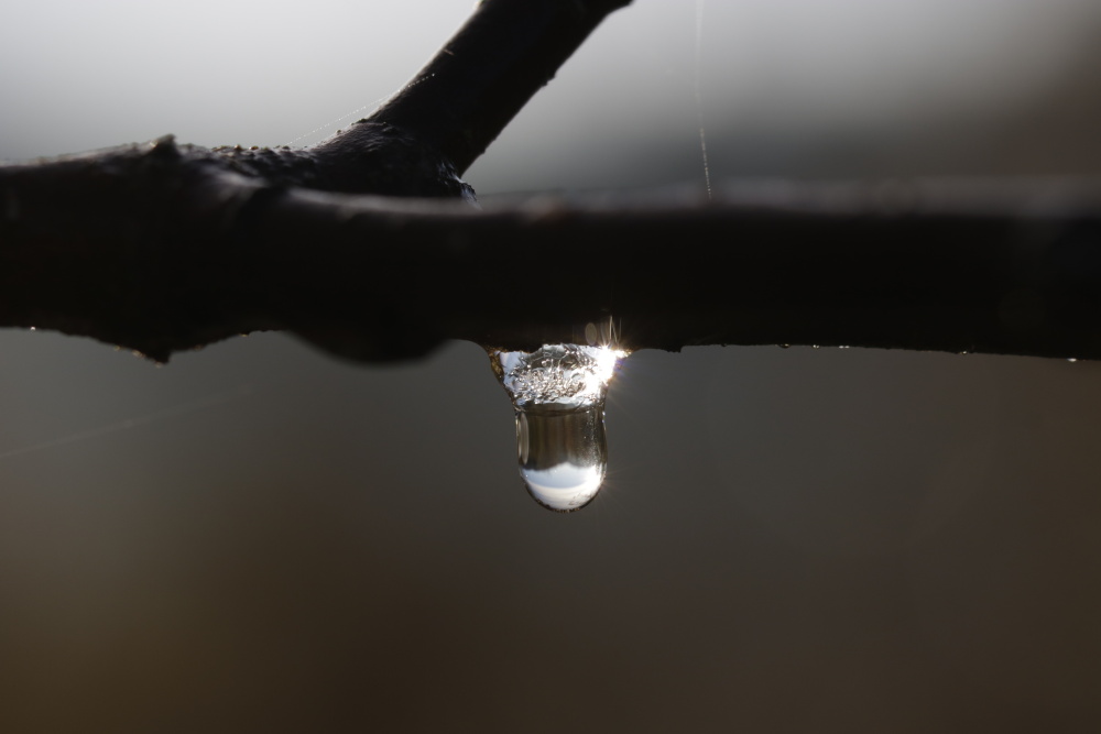 gefrorener Wassertropfen am Apfelbaum