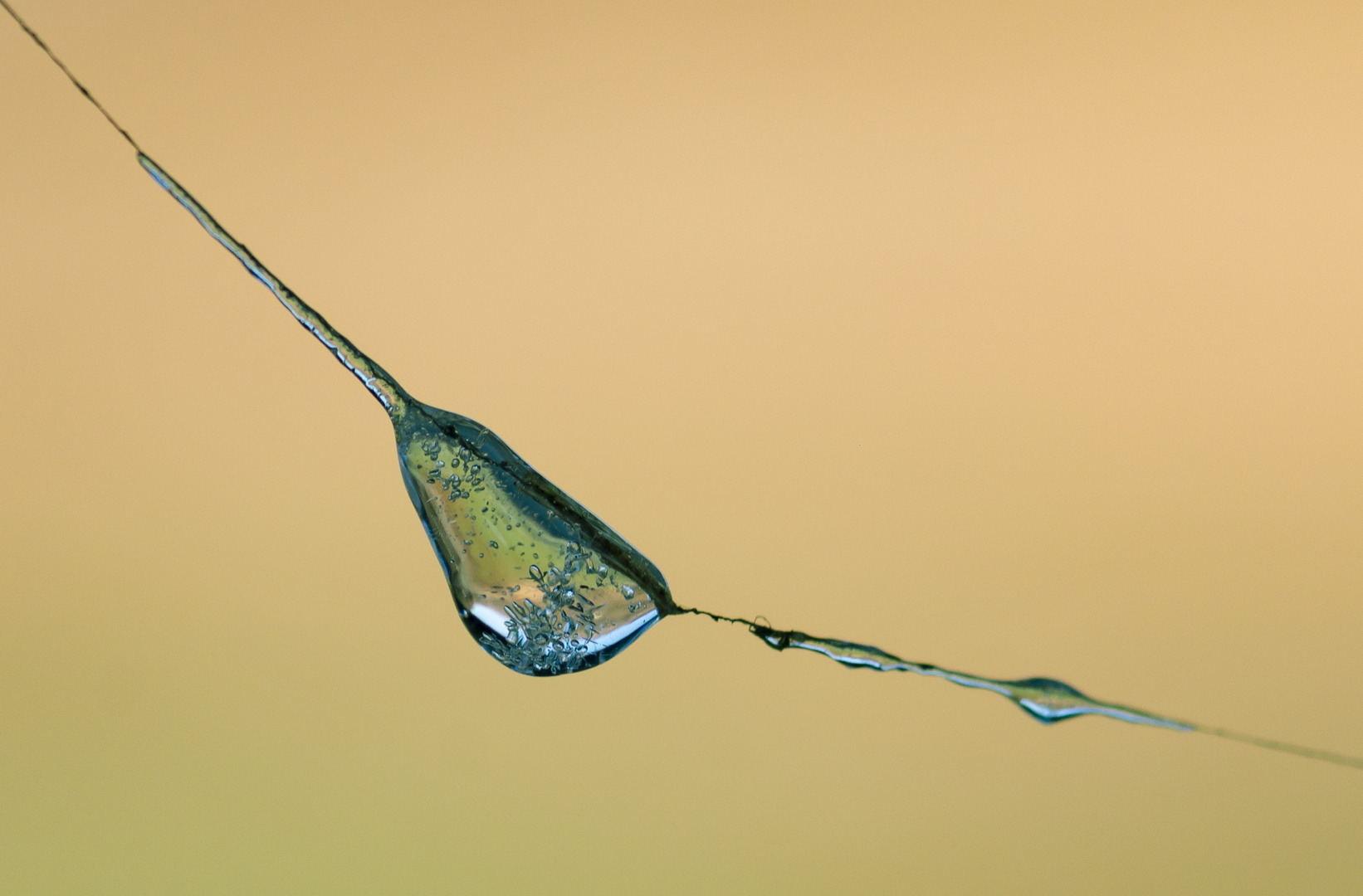 gefrorener Wassertropfen am Faden eines Spinnennetzes