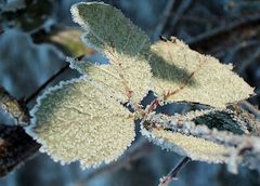 gefrorenerzucker... gezuckerterfrost...