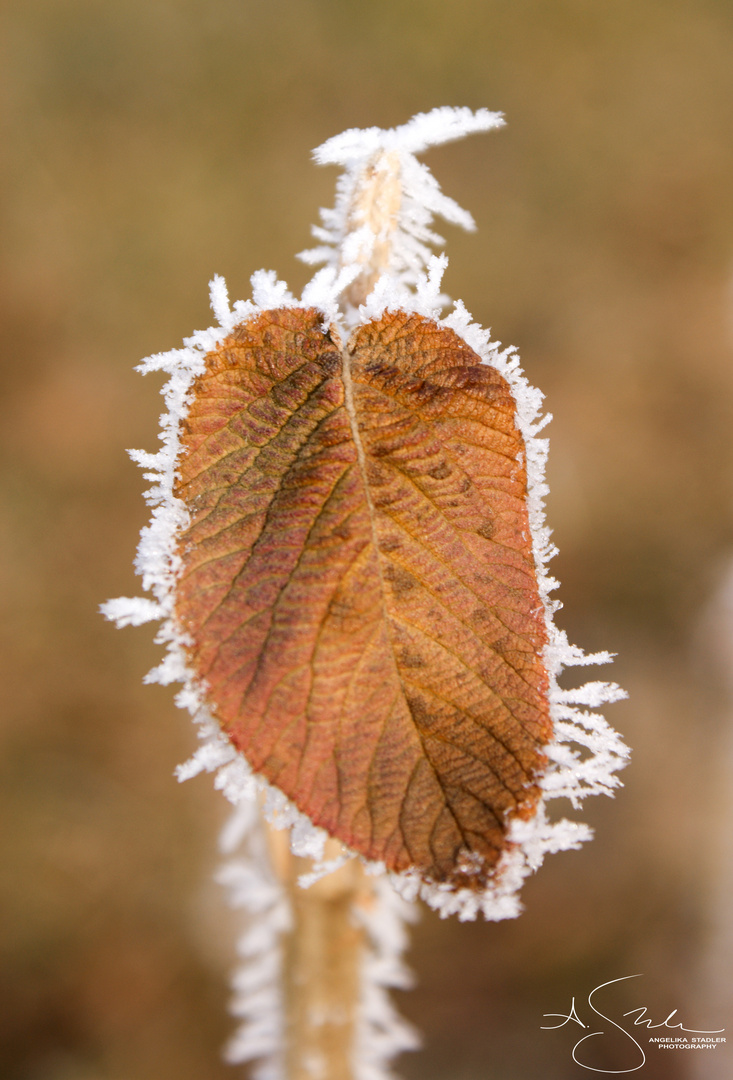 Gefrorenes Blatt