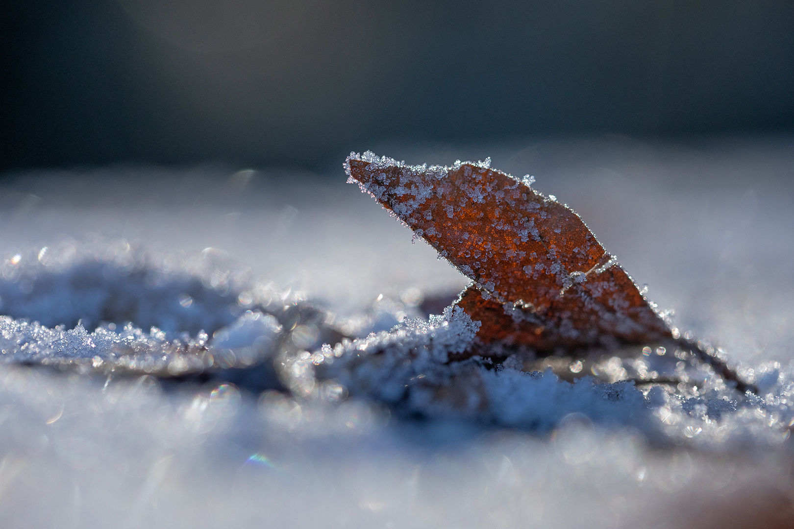 gefrorenes Blatt