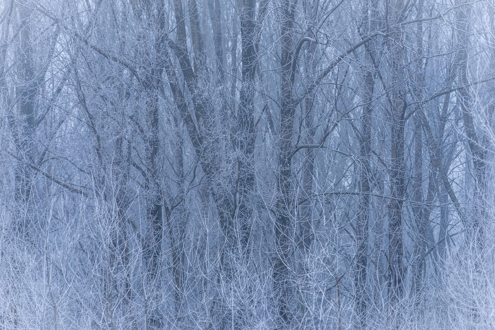 Gefrorenes Chaos im winterlichen Donauwald