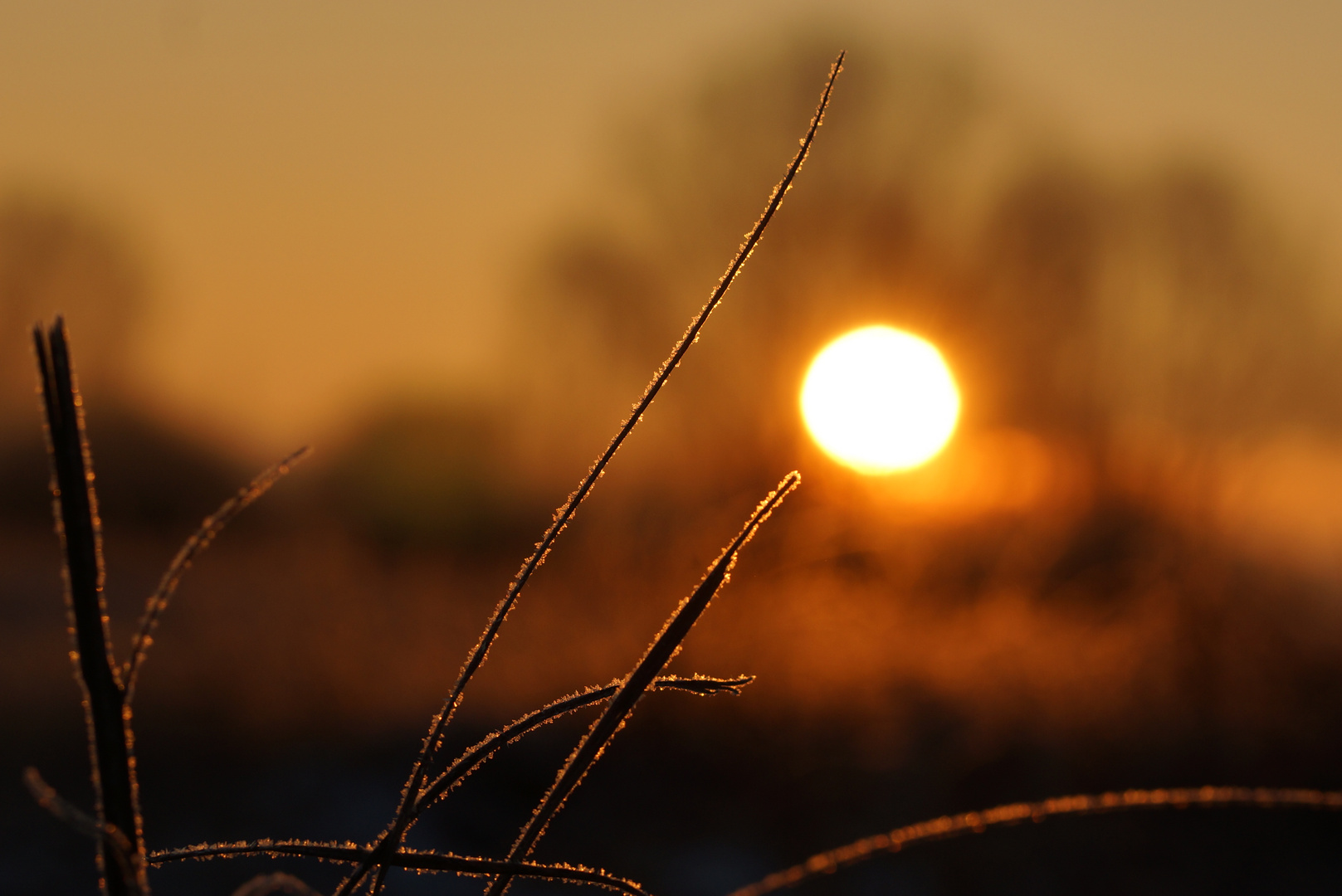 Gefrorenes Gras im Sonnenaufgang