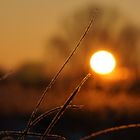 Gefrorenes Gras im Sonnenaufgang