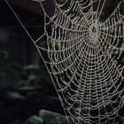 Gefrorenes Spinnennetz
