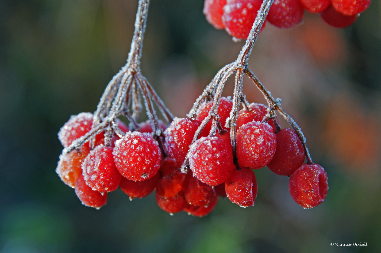 Gefrostete Beeren